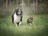 Dog It Together