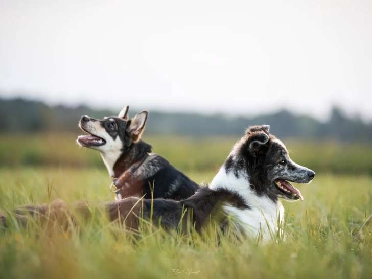 Dog It Together