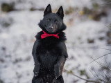 Smiling Dog