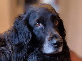 Smiling Dog