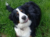 Smiling Dog