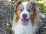 Smiling Dog