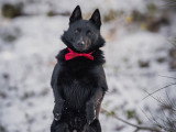 Smiling Dog