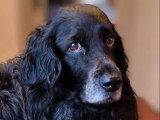 Smiling Dog