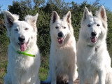 Smiling Dog