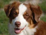 Doggycoach