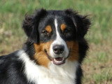 Doggycoach