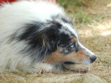 Doggycoach