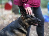 ECP - Éducation Canine Personnalisée