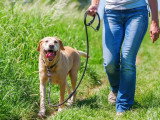 ECP - Éducation Canine Personnalisée