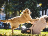 ECP - Éducation Canine Personnalisée