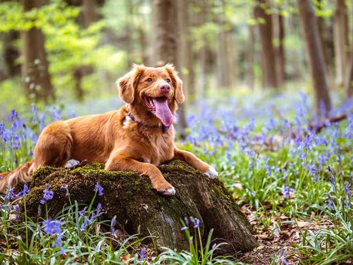 ECP - Éducation Canine Personnalisée