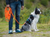 Instinct Canin
