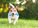 Instinct Canin