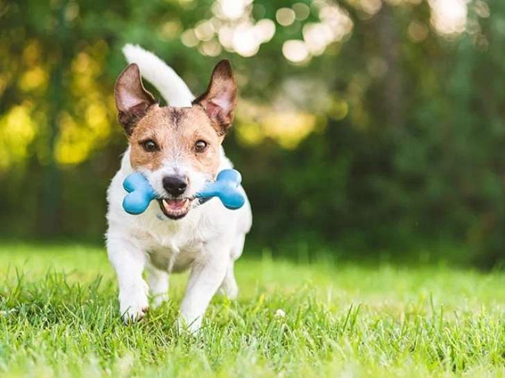 Instinct Canin