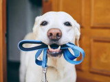 Instinct Canin