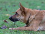 Bien avec son chien