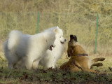 Bien avec son chien