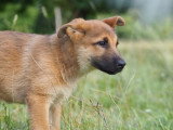 Bien avec son chien