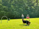 Activités canines : Hoopers