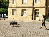 Activités canines : Mantrailing