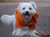 Académie des chiens de Paris