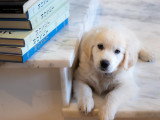 Académie des chiens de Paris