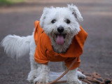 Académie des chiens de Paris