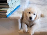 Académie des chiens de Paris