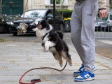 Académie des chiens de Paris