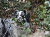Langage de Chien
