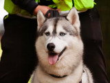 Langage de Chien