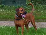 Langage de Chien