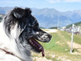 Langage de Chien