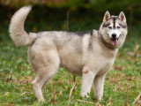 Langage de Chien