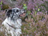 Langage de Chien