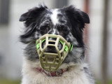 Langage de Chien