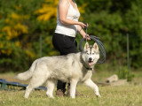 Langage de Chien
