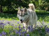Langage de Chien