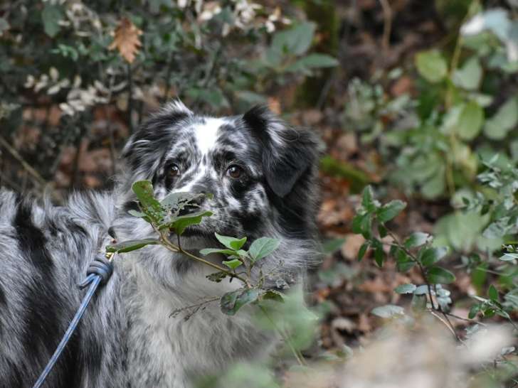 Langage de Chien