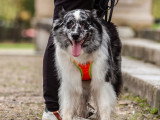 Langage de Chien