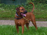 Langage de Chien