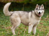 Langage de Chien