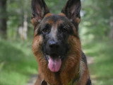 Langage de Chien
