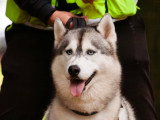Langage de Chien