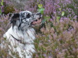 Langage de Chien