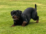 Les Rotts d’Enowill