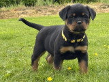 Les Rotts d’Enowill