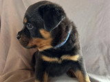 Les Rotts d’Enowill