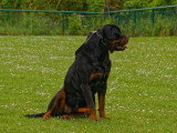 Les Rotts d’Enowill
